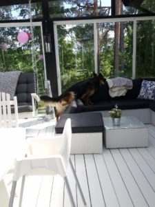 Zoe kör nosework på verandan