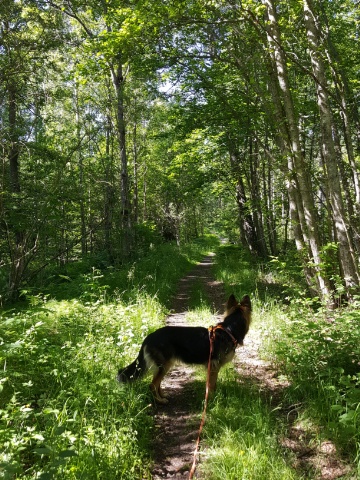 Zoe i skogen